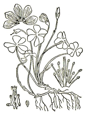 Александр Кожевников - По тундрам, лесам, степям и пустыням