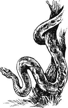 Димитр Ангелов - Когда человека не было