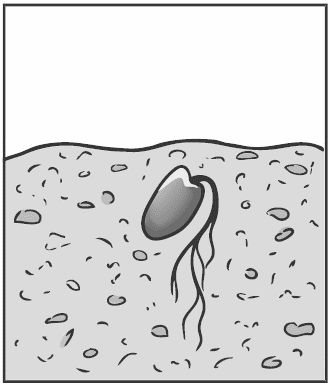 Алексей Алнашев - Древо жизни. Том 1