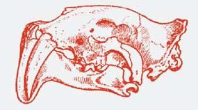 Михаил Кречмар - Полосатая кошка, пятнистая кошка