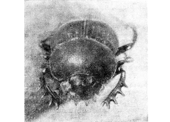 Павел Мариковский - Шагая по пустыне...