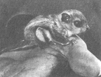 Бернгард Гржимек - Животные рядом с нами