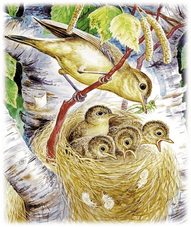 Георгий Скребицкий - Лесной голосок (сборник)