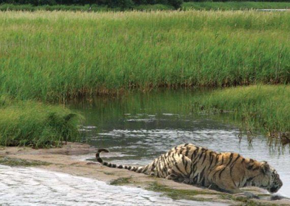 Михаил Кречмар - Полосатая кошка, пятнистая кошка