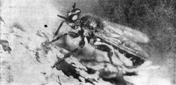 Павел Мариковский - Шагая по пустыне...