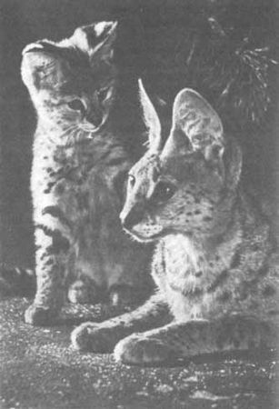 Бернгард Гржимек - Животные рядом с нами