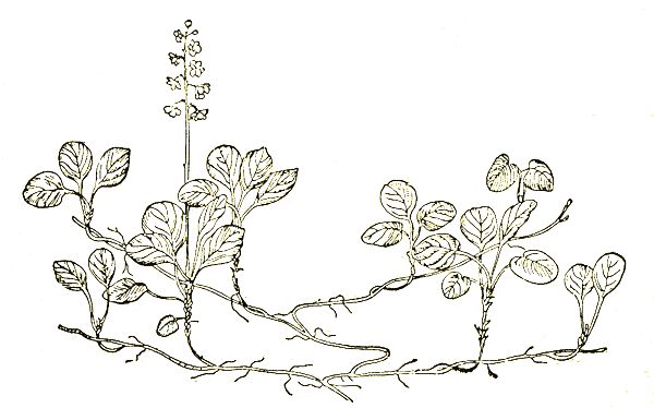 Александр Кожевников - По тундрам, лесам, степям и пустыням