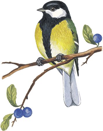 Георгий Скребицкий - Лесной голосок (сборник)