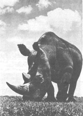 Бернгард Гржимек - Животные рядом с нами