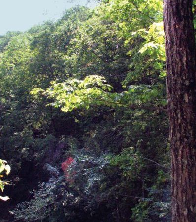 Михаил Кречмар - Полосатая кошка, пятнистая кошка