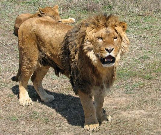 Михаил Кречмар - Полосатая кошка, пятнистая кошка