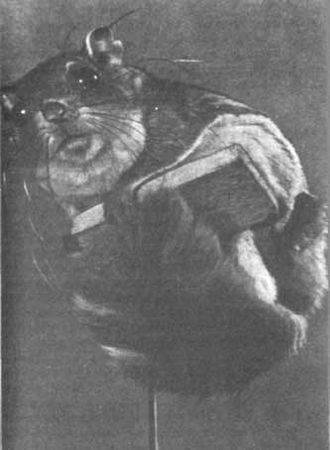 Бернгард Гржимек - Животные рядом с нами