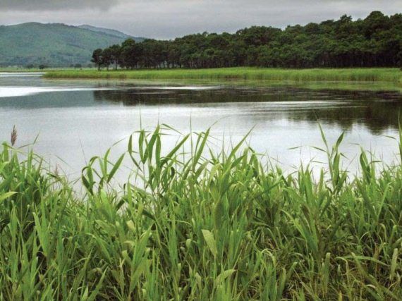 Михаил Кречмар - Полосатая кошка, пятнистая кошка