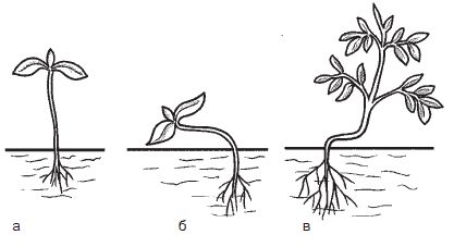 Галина Серикова - Всё о семенах овощных культур