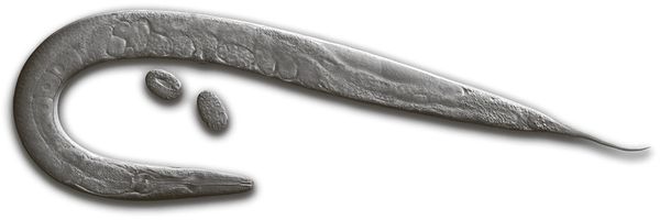 Себастьян Сеунг - Коннектом. Как мозг делает нас тем, что мы есть