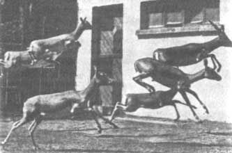 Бернгард Гржимек - Животные рядом с нами