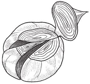 Галина Серикова - Всё о семенах овощных культур