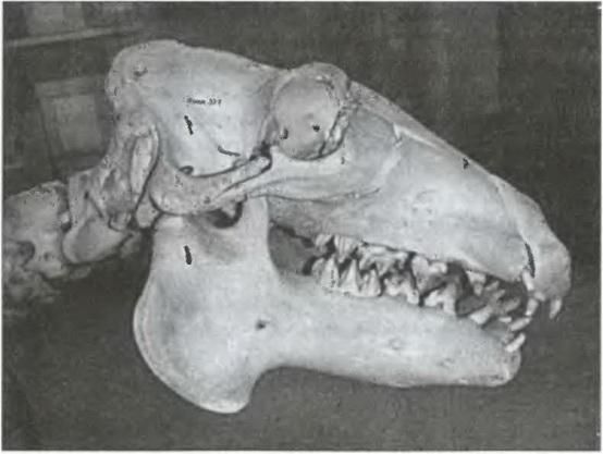 Вадим Бурлак - Стокгольм. История. Легенды. Предания