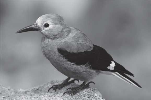 Лоран Коэн - Удивительные истории о мозге, или Рекорды памяти коноплянки