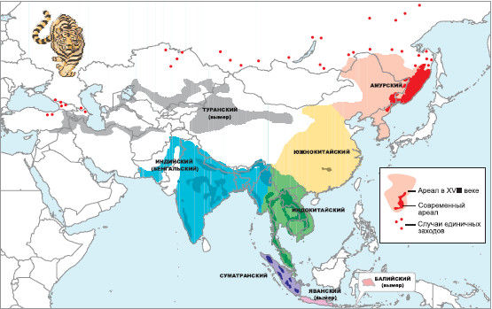 Михаил Кречмар - Полосатая кошка, пятнистая кошка