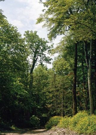 Михаил Кречмар - Полосатая кошка, пятнистая кошка