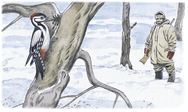 Георгий Скребицкий - Лесной голосок (сборник)