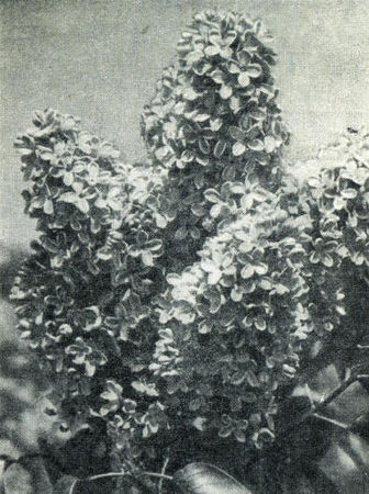 Андрей Громов - Сирень