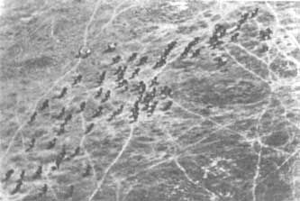 Бернгард Гржимек - Животные рядом с нами