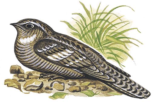 Георгий Скребицкий - Лесной голосок (сборник)