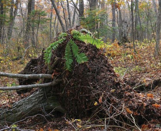 Михаил Кречмар - Полосатая кошка, пятнистая кошка