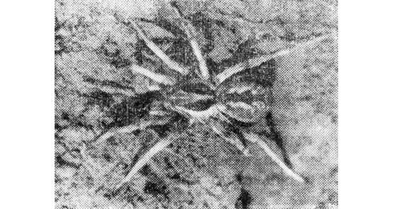 Павел Мариковский - Шагая по пустыне...