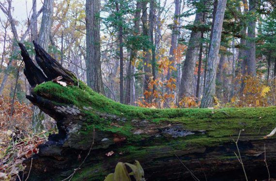 Михаил Кречмар - Полосатая кошка, пятнистая кошка