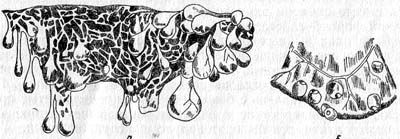 Ю.А. Герасимов Лисица