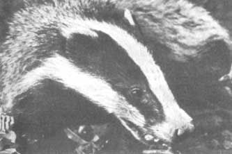 Бернгард Гржимек - Животные рядом с нами