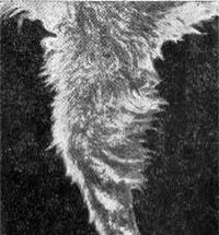 Юрий Герасимов - Ю.А. Герасимов Лисица