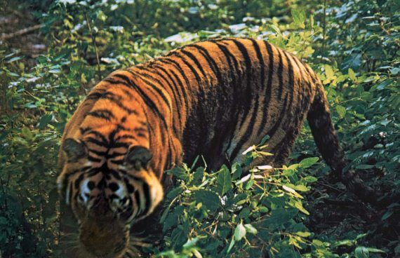 Михаил Кречмар - Полосатая кошка, пятнистая кошка