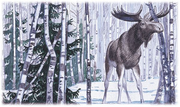 Георгий Скребицкий - Лесной голосок (сборник)