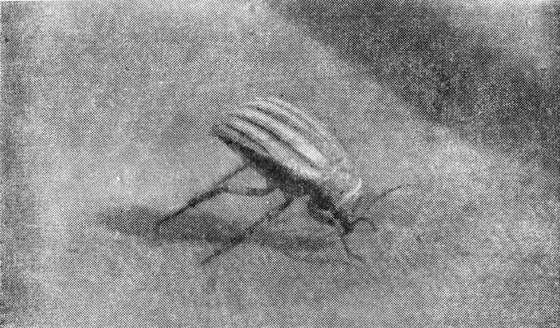 Павел Мариковский - Шагая по пустыне...