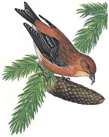 Георгий Скребицкий - Лесной голосок (сборник)