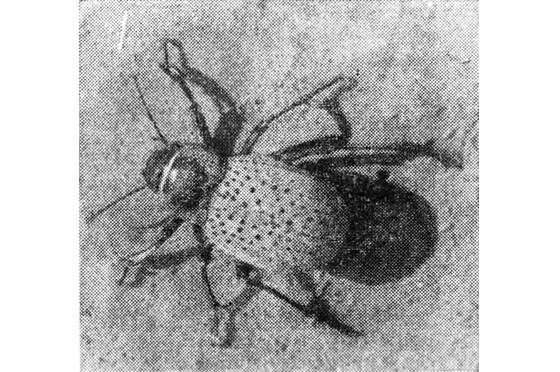 Павел Мариковский - Шагая по пустыне...