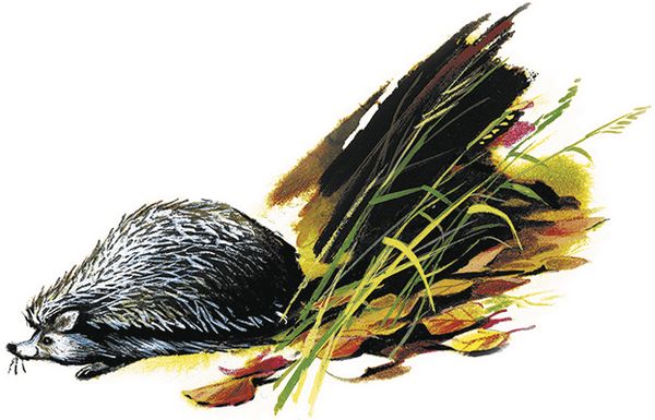 Георгий Скребицкий - Лесной голосок (сборник)