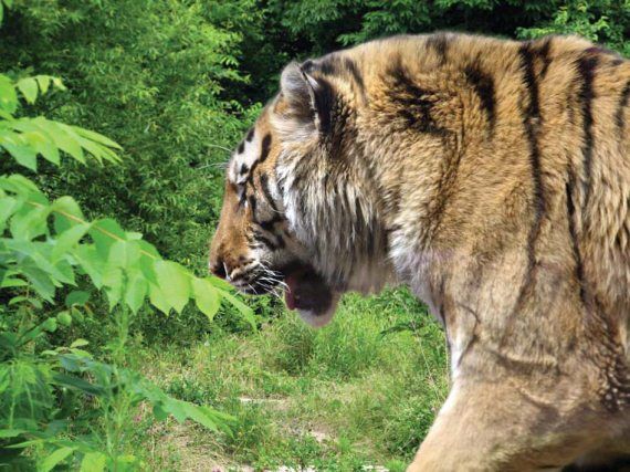 Михаил Кречмар - Полосатая кошка, пятнистая кошка