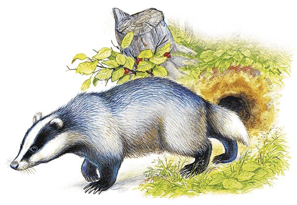 Георгий Скребицкий - Лесной голосок (сборник)