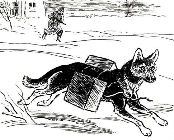 Виктор Балашов - Живи, ирбис!