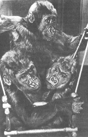 Бернгард Гржимек - Животные рядом с нами