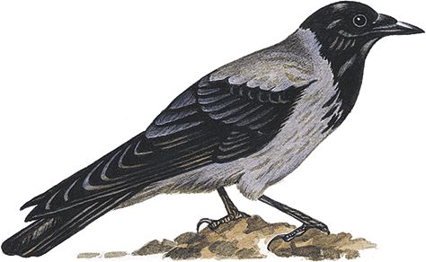 Георгий Скребицкий - Лесной голосок (сборник)