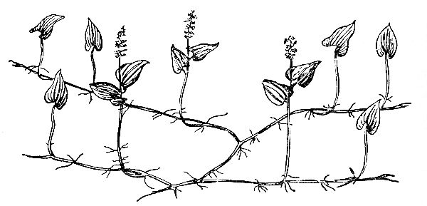 Александр Кожевников - По тундрам, лесам, степям и пустыням