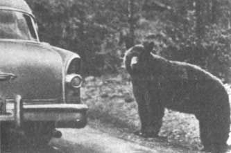 Бернгард Гржимек - Животные рядом с нами