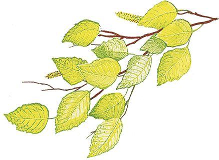 Георгий Скребицкий - Лесной голосок (сборник)