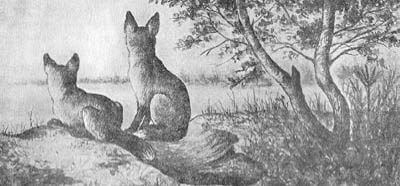 Юрий Герасимов - Ю.А. Герасимов Лисица